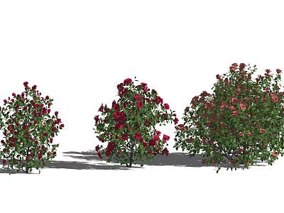 Beautiful Rose Bushes With Red And Pink Flowers And Lush Green Leaves 3d model