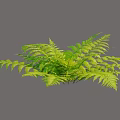 Lush Green Fern Bush With Vibrant Fronds In Shaded Garden Area