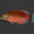 Modern Fish Double Line Tip-lip Fish 3d model