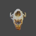 Detailed Animal Skull With White And Orange Texture Visible Teeth And Eye Sockets