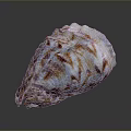Colorful Shell With Organ Inspired Shape And Hair Like Surface Textures