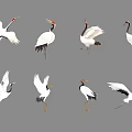 Various Flying Cranes Showing Different Poses With White Black Feathers And Red Crowns