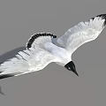 Black and White Seagull Flying with Outstretched Wings Against Gray Sky