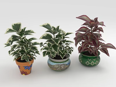 Indoor Leafy Plants in Colorful Decorative Planters with Green White Edged and Red Purple Leaves 3d model