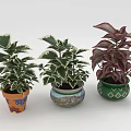 Indoor Leafy Plants in Colorful Decorative Planters with Green White Edged and Red Purple Leaves