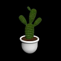 Indoor Green Decorative Cactus Plant in White Pot with Brown Soil