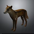 Orange And White Dingo With Short Fur Standing On Gray Background