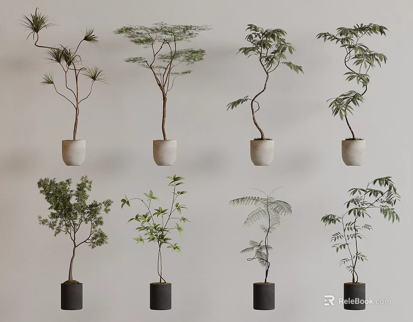 Various Bonsai Potted Plants in White Black Pots with Different Plant Shapes on Light Wall 3d model 