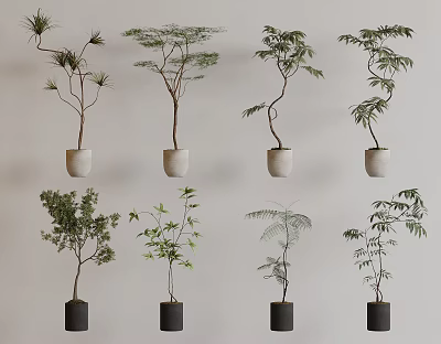 Various Bonsai Potted Plants in White Black Pots with Different Plant Shapes on Light Wall 3d model