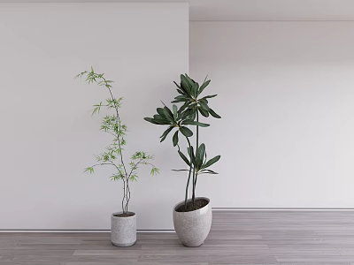 Bonsai Potted Plants with Bamboo Large-Leaf Greenery in Gray Pots Against Wooden Floors White Walls 3d model