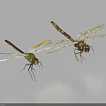 Two Green Dragonflies Flying With Transparent Wings And Large Compound Eyes