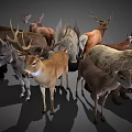 Various Horned Wild Animals Collection Including Deer Antelope Bull On Gray Background