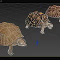 leopard print turtle leopard turtle leopard print turtle animal 3d model