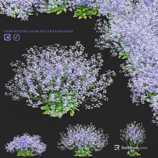 Symphyotrichum Oolentangiense Decorative Ornament Set With Purple Small Flowers And Green Leaves 3d model 