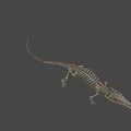 Detailed Crocodile Skeleton Full Body Display On Gray Background 3d model