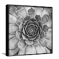 Black and White Succulent Plant Painting Framed Hanging on Wall Art Decor