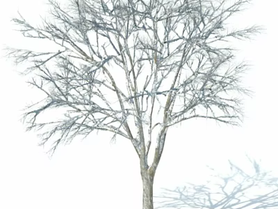 Deciduous Tree With Bare Branches Tall Trunk And Shadow On White Background 3d model