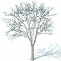 Deciduous Tree With Bare Branches Tall Trunk And Shadow On White Background 3d model