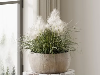Bonsai Potted Plant with Wooden Pot on Windowsill Bright Lighting Outdoor Trees White Feathery Top 3d model