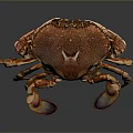 Orange and brown crab with purple claws isolated on dark background with reflection