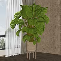 Large Monstera Potted Plant in Light Colored Pot on Small Stool with Window and Wooden Wall