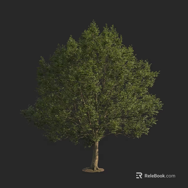 Tall Green Tree With Dense Foliage And Sturdy Trunk In Natural Scene 3d model 