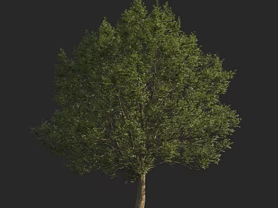 Tall Green Tree With Dense Foliage And Sturdy Trunk In Natural Scene 3d model