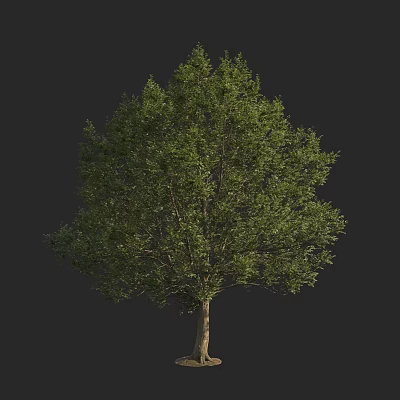 Tall Green Tree With Dense Foliage And Sturdy Trunk In Natural Scene 3d model