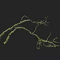 Green Branching Structure with Intricate Root Like Patterns on Black Background and Scale Ruler 3d model