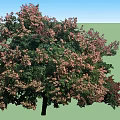 Two Lush Arbor Trees With Green Leaves And Pink Blossoms In Bloom