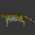 Yellow Black Striped Tiger With Golden Circular Symbol And Tiger Character