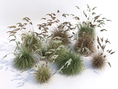 Natural Garden Herbs And Grasses With Various Forms Different Heights And Green Brown Colors 3d model