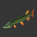 Catfish Carp Sturgeon Bass Freshwater Fish Various Carp Grass Carp Crucian Carp 3d model