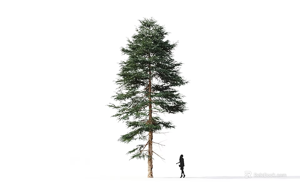 Tall Arbor With Lush Green Foliage And Single Person Silhouette On White Background 3d model 
