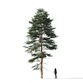 Tall Arbor With Lush Green Foliage And Single Person Silhouette On White Background