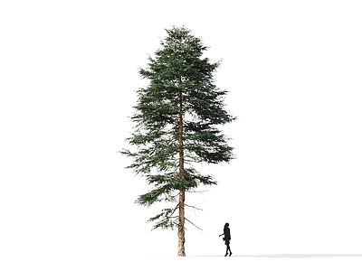 Tall Arbor With Lush Green Foliage And Single Person Silhouette On White Background 3d model