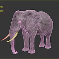 Gray Elephant with Large Ears Long Trunk White Tusks in Studio Dark Background 3d model
