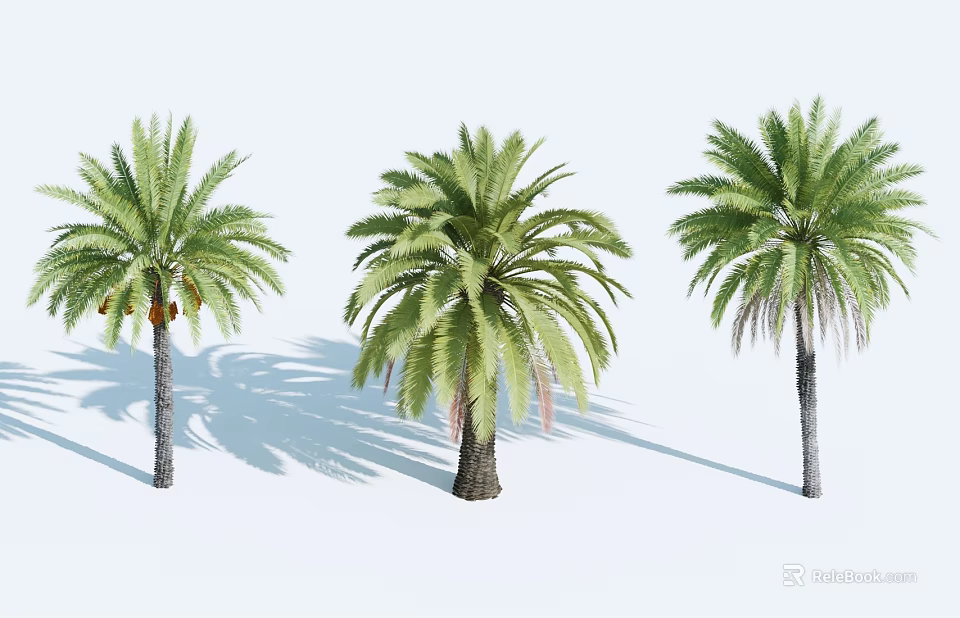Three Palm Trees with Lush Green Fronds Thick Trunks and Long Shadows Against White Background 3d model 