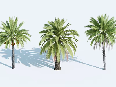 Three Palm Trees with Lush Green Fronds Thick Trunks and Long Shadows Against White Background 3d model