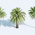 Three Palm Trees with Lush Green Fronds Thick Trunks and Long Shadows Against White Background
