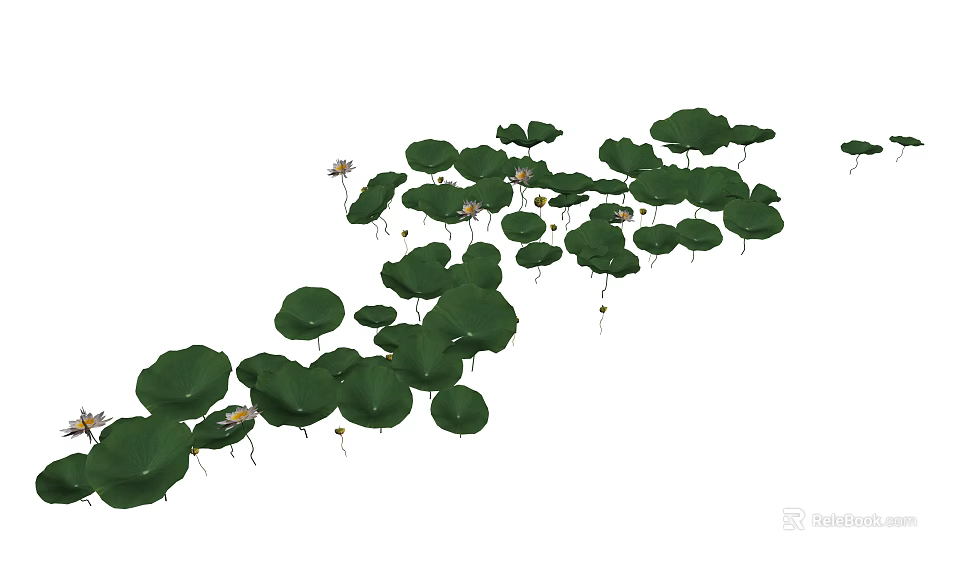 Beautiful Lotus Flowers And Green Leaves Floating On Calm Water Surface 3d model 