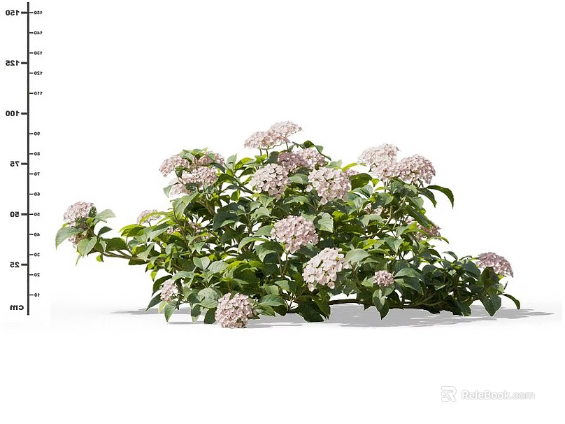 Blooming Pink Hydrangea Flowers With Lush Green Leaves In Bush 3d model 