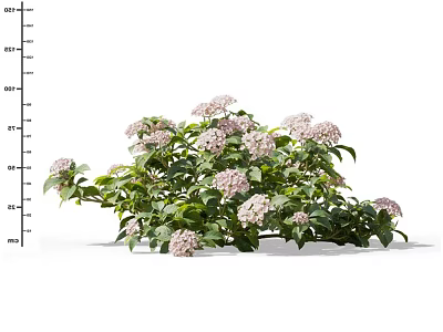 Blooming Pink Hydrangea Flowers With Lush Green Leaves In Bush 3d model