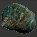 Turquoise and Brown Striped Conch Shell with Textured Surface on Dark Background 3d model