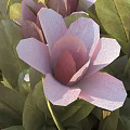 Vibrant Pink Flowers With Fresh Green Leaves In Natural Garden Bloom