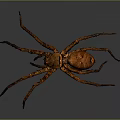 Close Up View Of Large Brown Spider On Gray Background With Long Legs