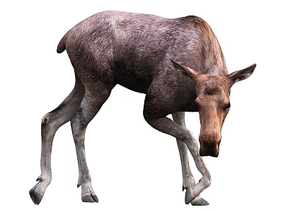 Young Moose Calf Standing With Natural Brown Fur And Legs 3d model