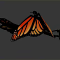 Monarch Butterflies With Orange Black Wings And White Spots Flying On Gray Background