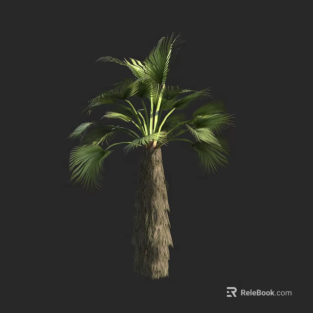 Tall Palm Tree With Green Fronds And Natural Trunk Texture For Landscape 3d model 