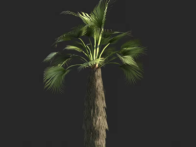 Tall Palm Tree With Green Fronds And Natural Trunk Texture For Landscape 3d model